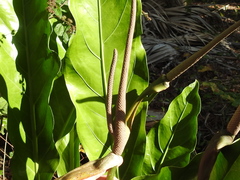 Image of Anthurium schlechtendalii