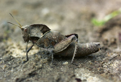 Lobosceliana