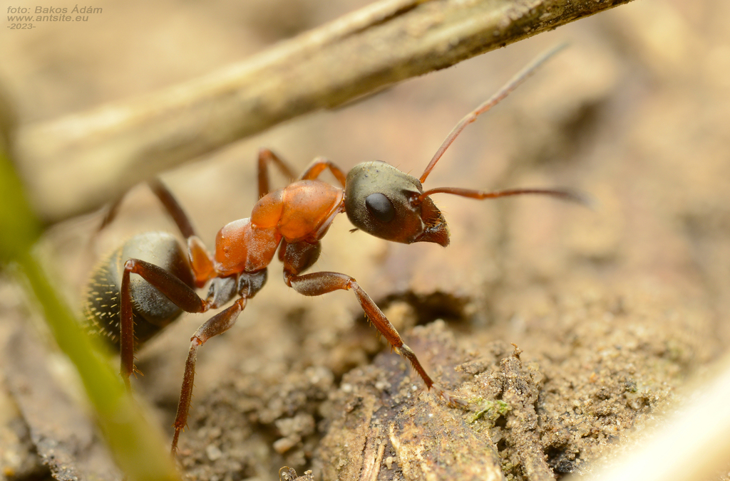 Red-barbed Ant, photo 1 of 10