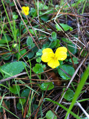 Viola sempervirens