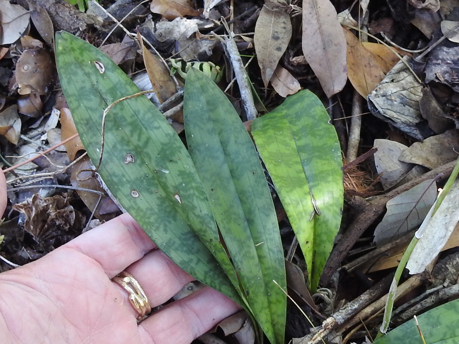 Orquídea Monja Africana (Oeceoclades maculata) · NaturaLista Colombia