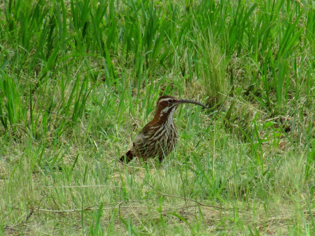 Scimitar-billed Woodcreeper