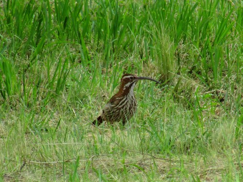 Scimitar-billed Woodcreeper