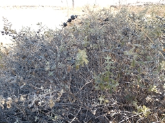 Buddleja scordioides