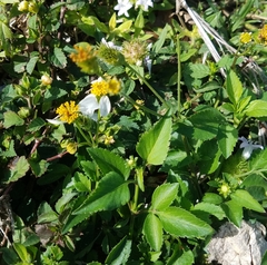 Bidens alba
