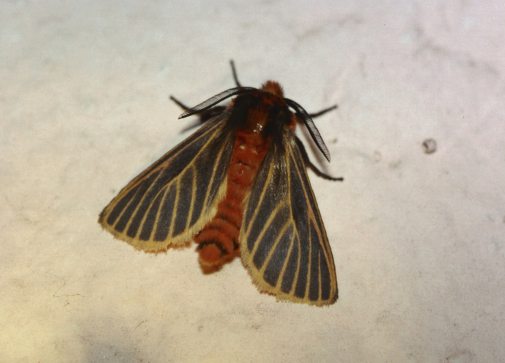 Veined Matron