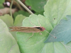 Junonia genoveva hilaris
