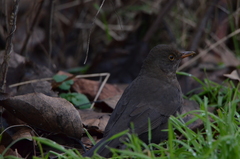 Turdus merula