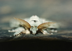 Heraia thalassina