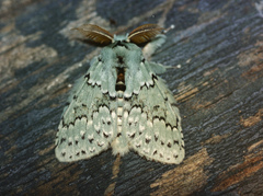 Heraia thalassina