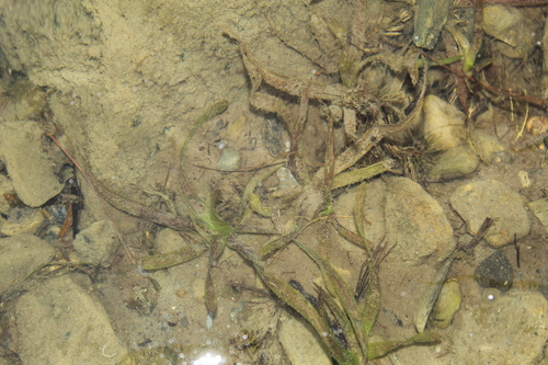 leafy pondweed (Potamogeton foliosus)