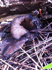 Craterellus cornucopioides