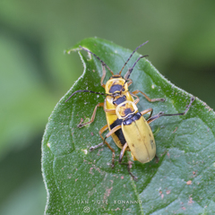 Chauliognathus flavipes