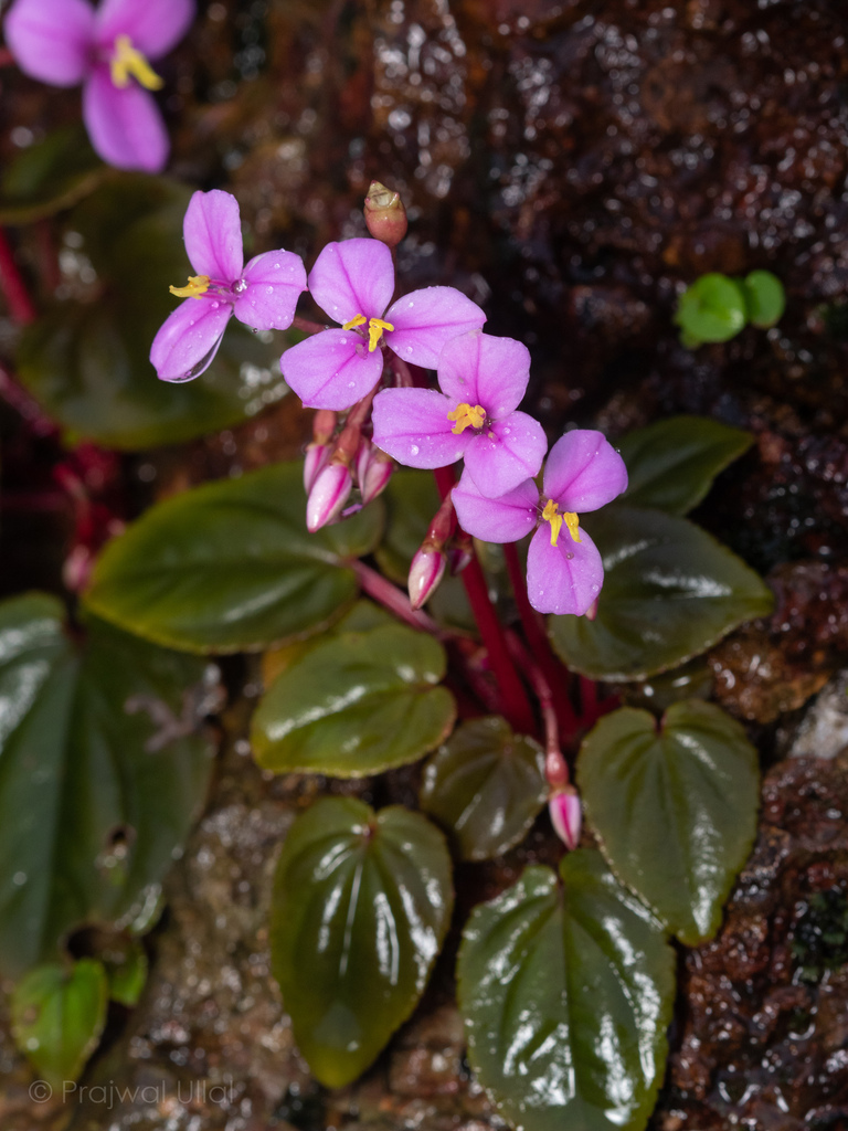 Sonerila sp. Mamei - KZT PLANTS STORE