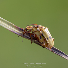 Chauliognathus octomaculatus