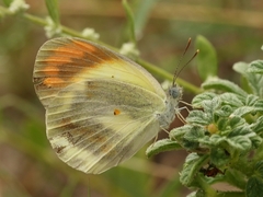 Colotis euippe