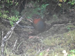 Scelorchilus rubecula