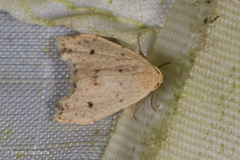 Oxacme commotoides