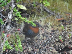 Scelorchilus rubecula