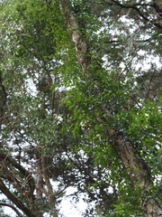 Trachelospermum asiaticum