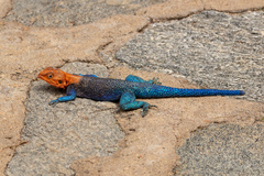 Agama dodomae
