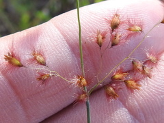 Melinis repens image