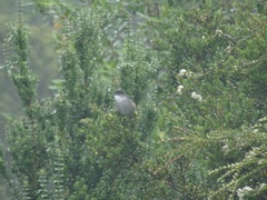 Pyrope pyrope fortis