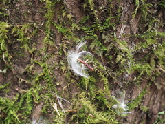 Trachelospermum asiaticum