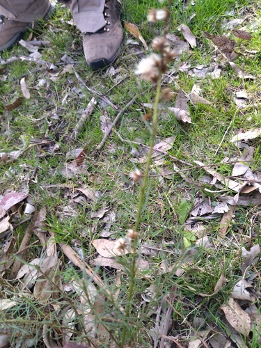 Image of Baccharis coridifolia by no rights reserved