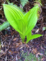 Veratrum fimbriatum