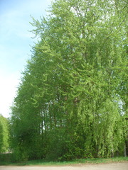 Populus longifolia