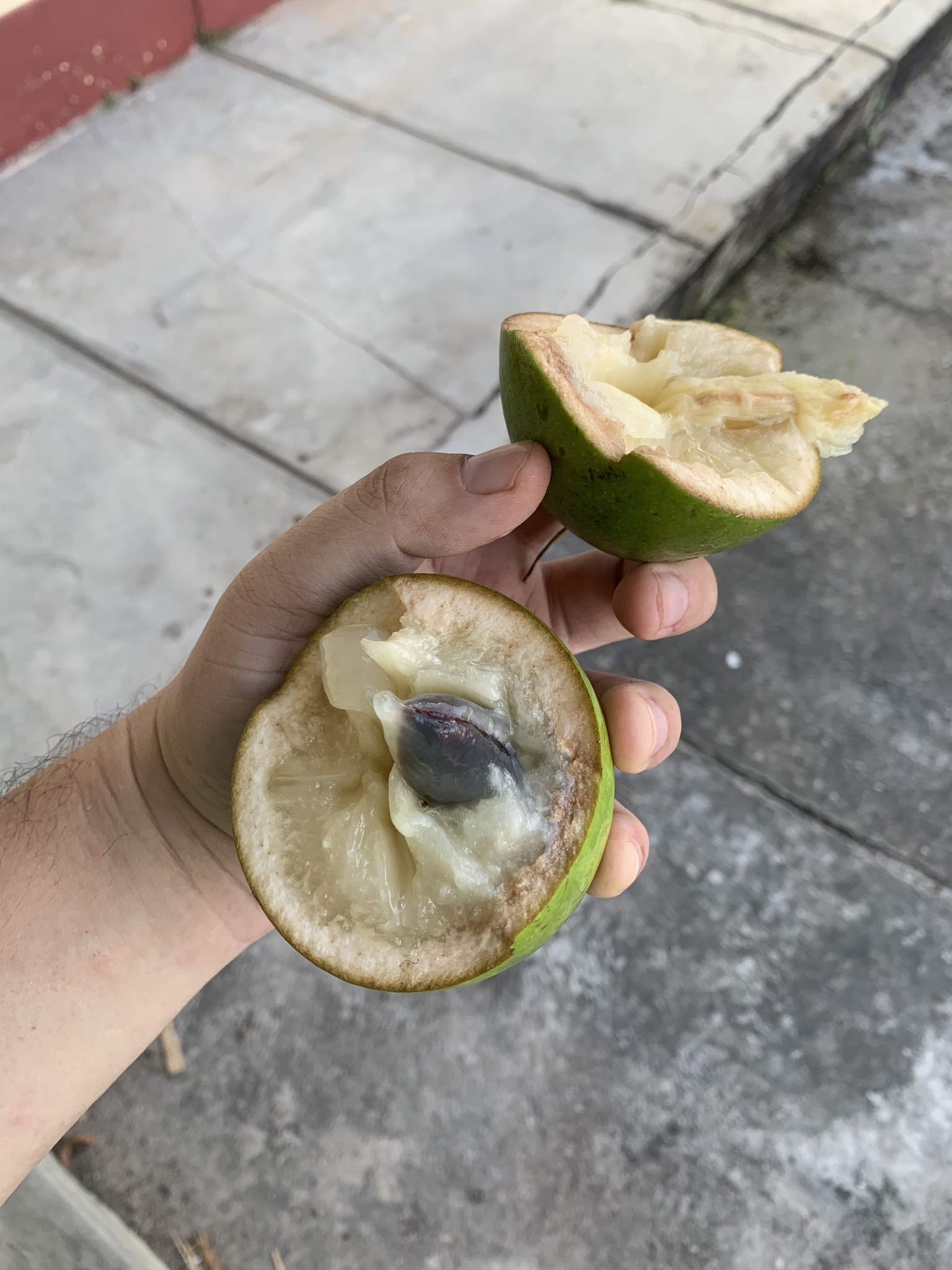 Imagem de Fruta Abil