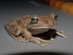 Chirique-Flusse Treefrog photo 2