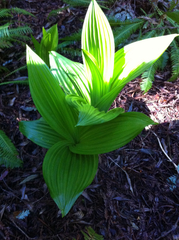 Veratrum fimbriatum