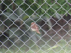 Zonotrichia capensis