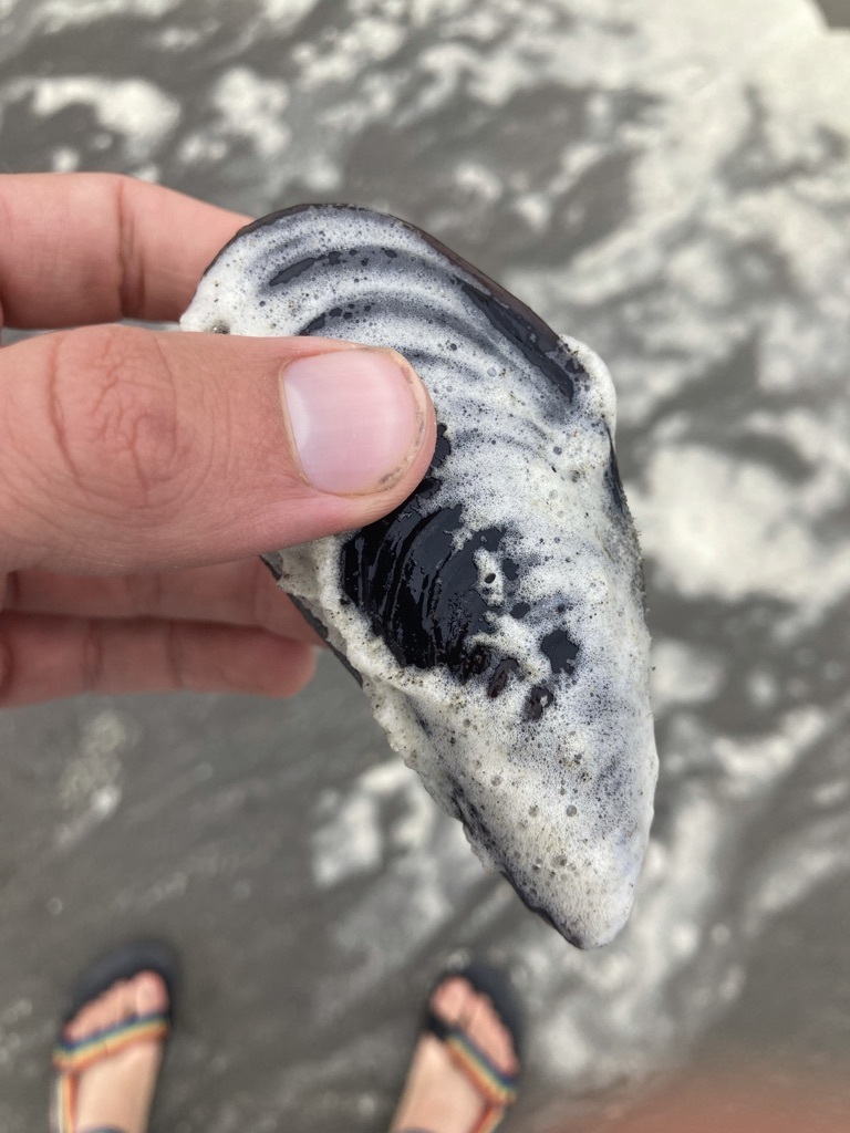 True Mussels from Clatsop County, OR, USA on August 9, 2023 at 03:17 PM ...