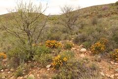 Gorteria integrifolia