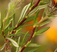 Gorteria integrifolia