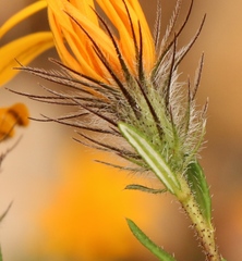 Gorteria integrifolia