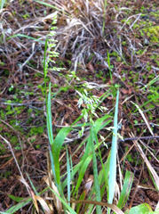 Anthoxanthum occidentale