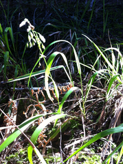 Anthoxanthum occidentale