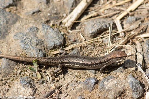 Pale-flecked Garden Sunskink, photo 8 of 8