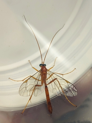 Netelia infractor