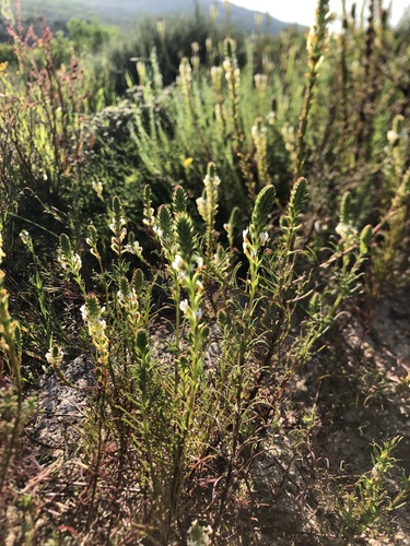 Image of Hebenstretia repens by (c) Caroline Voget, some rights reserved (CC BY)