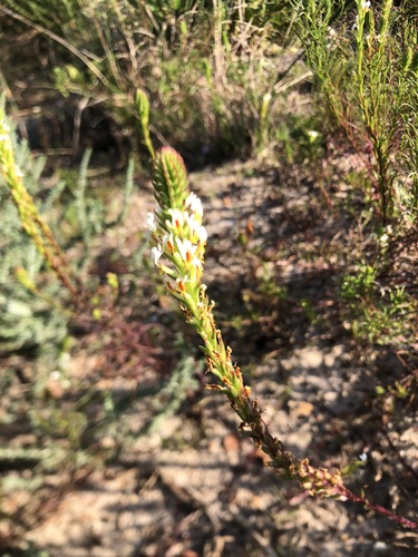 Image of Hebenstretia repens by (c) Caroline Voget, some rights reserved (CC BY)