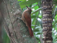 Dendrocolaptes sanctithomae