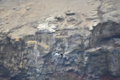 Leucocarbo bransfieldensis