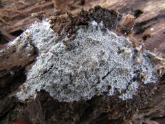 Athelia epiphylla