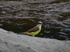Pitangus sulphuratus