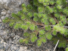 Selaginella hansenii